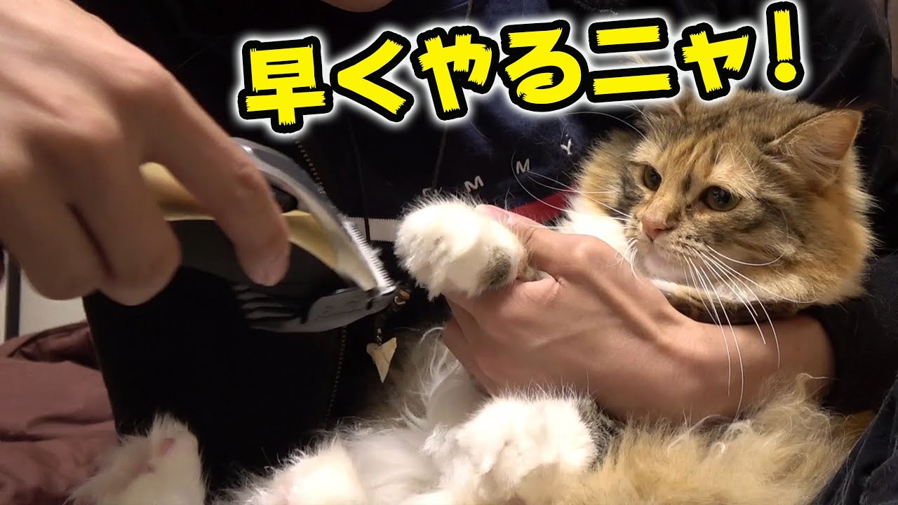 猫をバリカンでカットしたら予想外の反応に Youtube