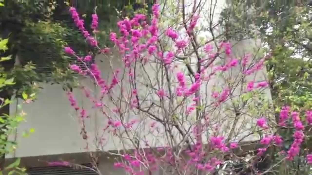 花蘇芳 ハナズオウ の花 Chinese Redbud Youtube