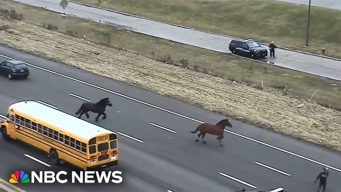 Video Shows Runaway Police Horses Galloping Along I 90 In Cleveland