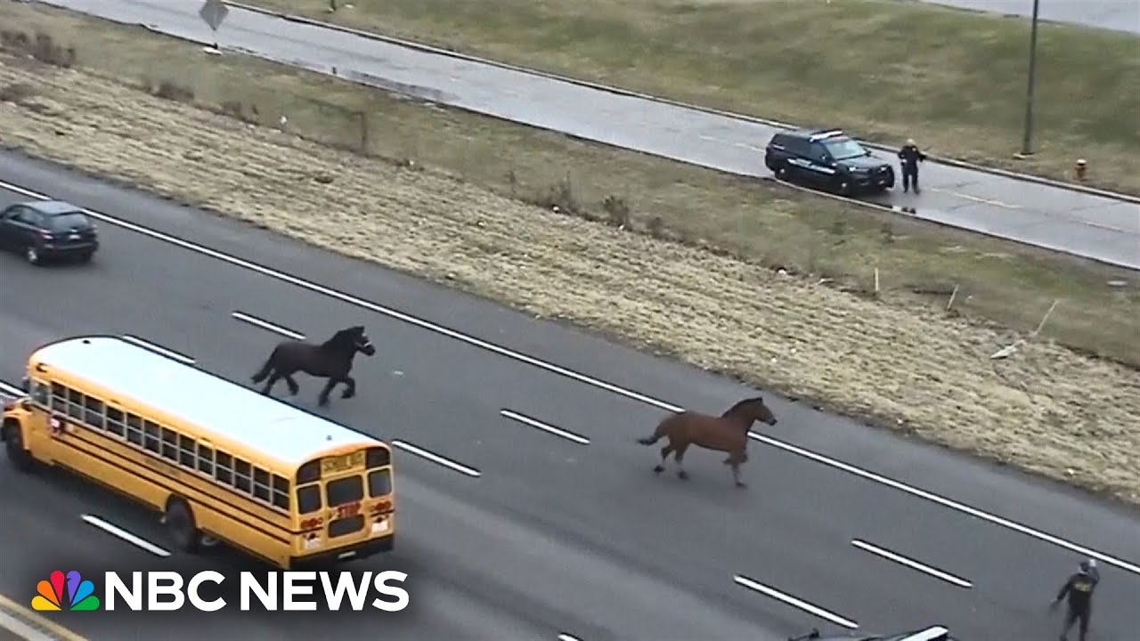 Video shows runaway police horses galloping along I-90 in Cleveland Video shows runaway police horses galloping along I-90 in Cleveland