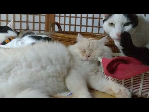 かご猫LIVE配信　210612