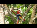 DSCN3463 mating Scarlet Macaws, Punta Leona, 2/25/19