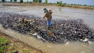 OMG! Traditional  Fishing Under Muddy in Growing Rice Season