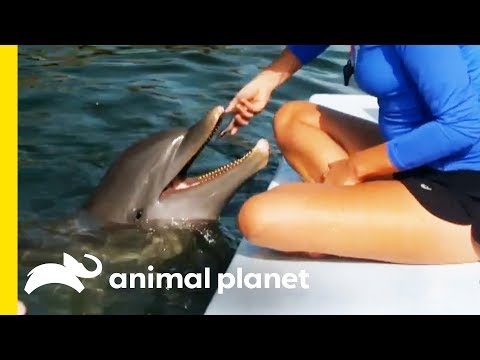 Video: Are Dolphins Really As Smart As They Are Said To Be? - Alternative View