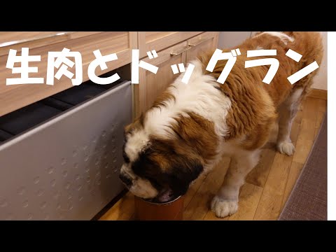 【夕食からドックラン】平凡なセントバーナードの日記Diary of an ordinary St. Bernard.