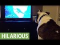 Fascinated bulldog can't stop watching the 'Minions' movie