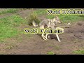 Wolf dogs mating in the field