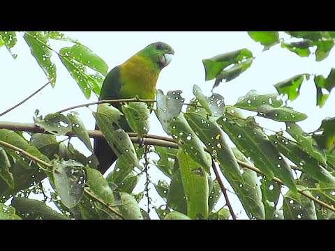 Minahasa Racquet-tail