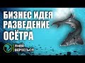 Разведение осетра. Бизнес идея