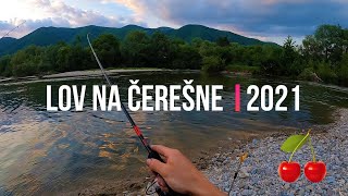 Lov Jalcov 🐬 Tloušťů na Rieke Váh | Čerešne 🍒 Třešně | Rybárske Videá s Demexom