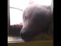 Норильск. озеро Лама. Медведь лезет в окно