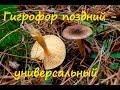 Гигрофор поздний - универсальный гриб.