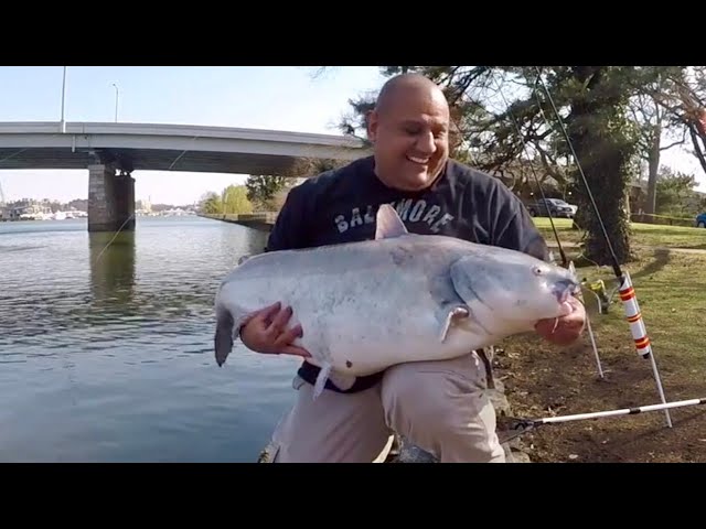 Chunky Cats Muddy River Catfishing Rods Manic Monday Monster Blue Live Bank  Fishing Show @ 23:45 