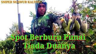 Spot Berburu Punai Tiada Duanya