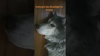 Dogsitting an Elderly Husky Day 13? Say Goodnight to Emma please!