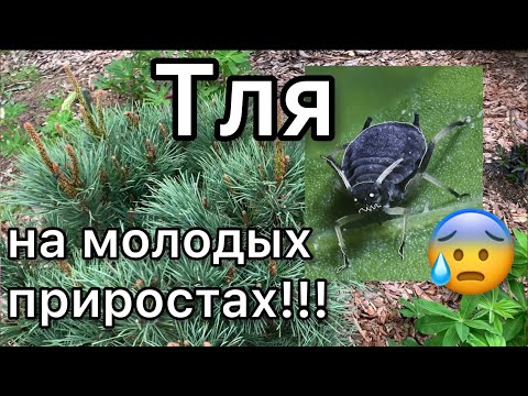 Вредители хвойных. Срочная