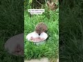 Смелый ёжик 🦔 #собаки #ежики