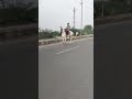 Horse riding shortviralyoutubeshorts ranni ghoddi