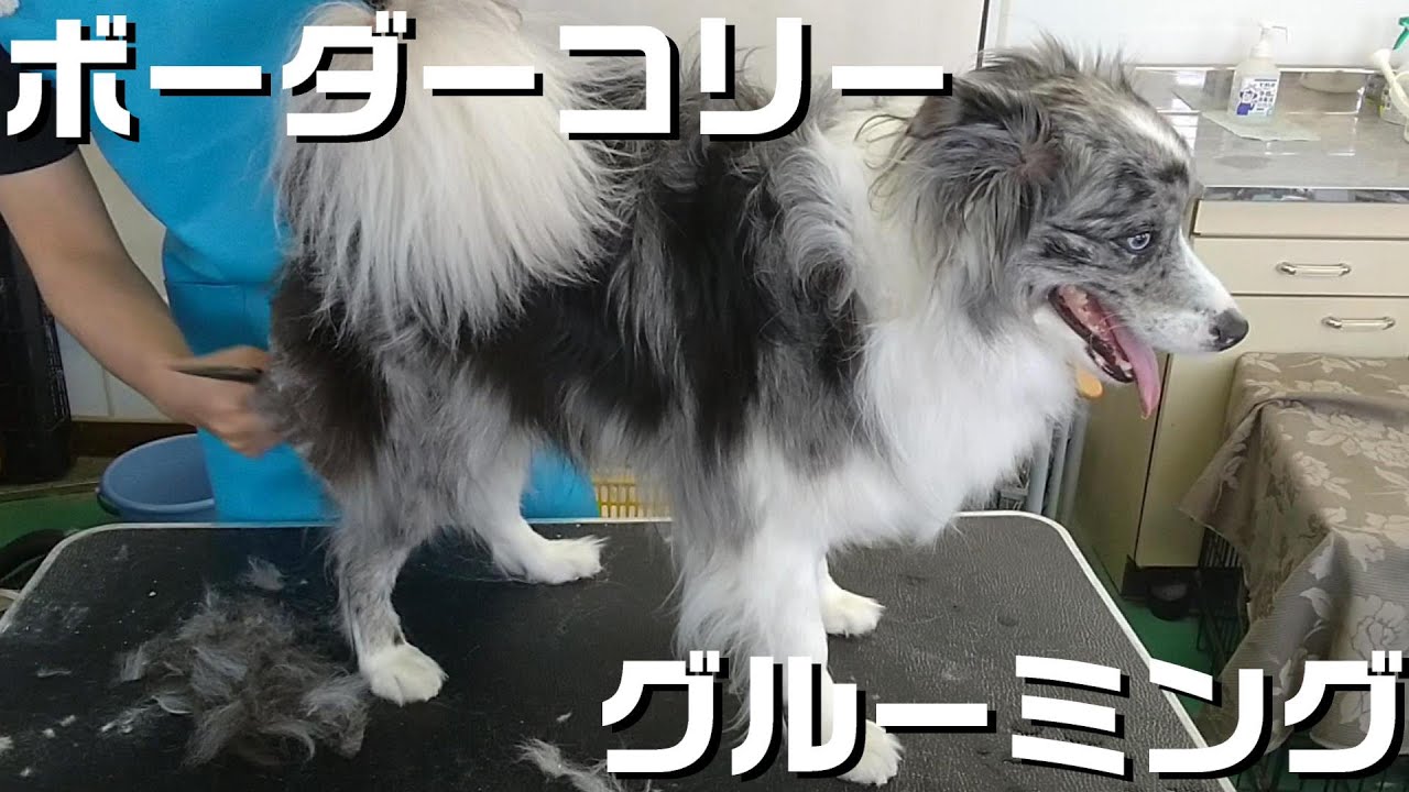 【トリミング】5倍速でわかる！ボーダーコリーのグルーミング【232時間目】 (5Xspeed)Trimming for Border