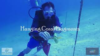 Coral Nursery and Outplanting Instructional Video   Bay Islands Reef Restoration 4K