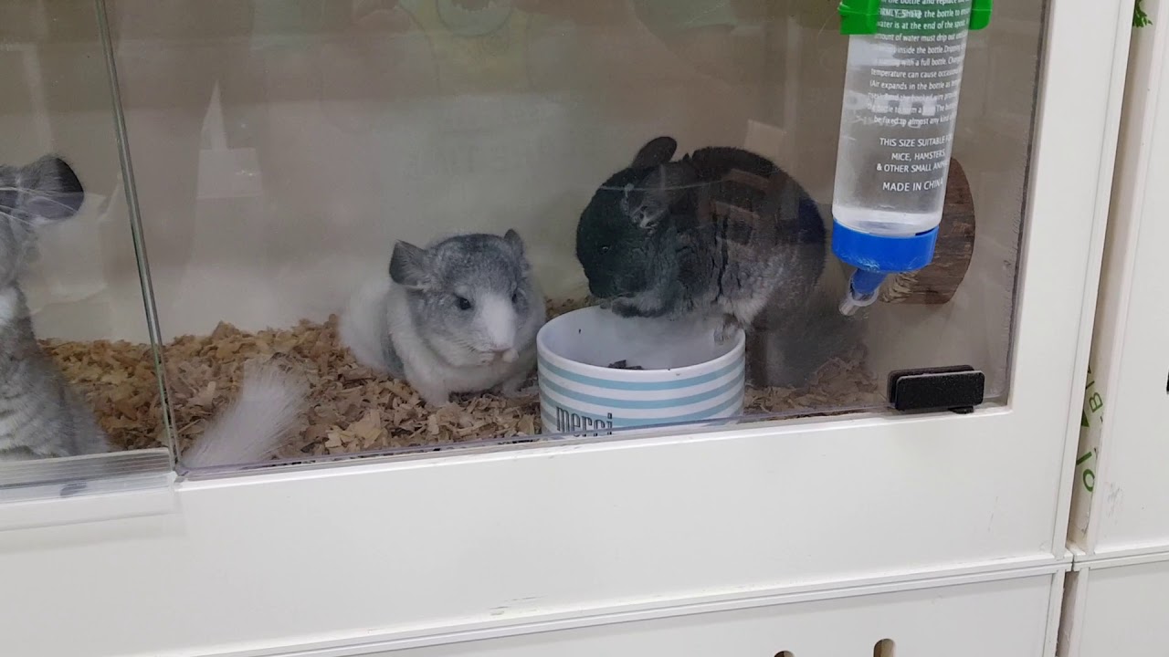 camera iphone 8 plus apk Compet. Chinchilla for sale.. Baby . Over two months.