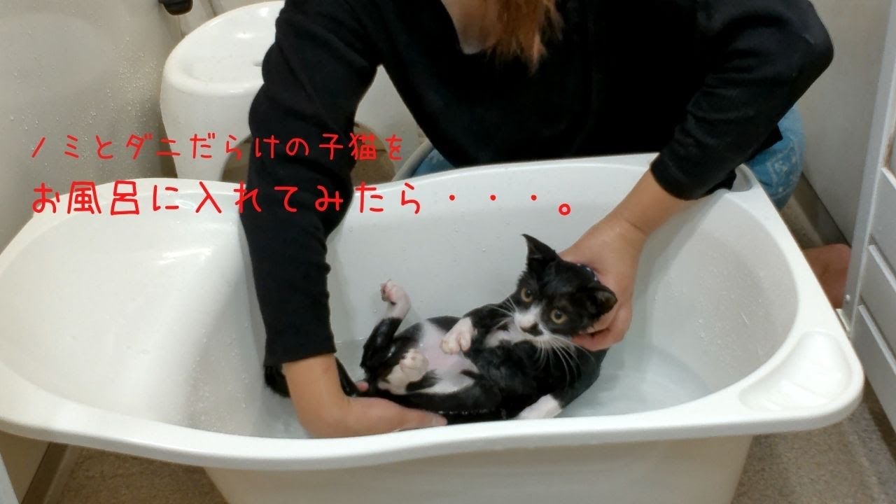 保護した子猫がダニとノミだらけなのでお風呂に入れたら大量の 猫は基本的にお風呂は不要 Youtube