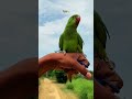 Mehnat To Karni Hogi 🦜🙌 #talkingparot #cuteparrot #mithukibatain #parrot #cute #yt #shortviral