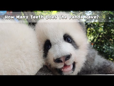 Video: How Many Teeth Does A Panda Have