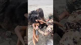 Alaska Moose rut- BBBALASKA