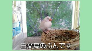 白文鳥 ぐぜりはじめ 水浴び #javasparrow