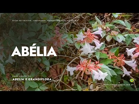 Vídeo: Planta Abelia Brilhante: Como Cultivar Arbustos Abelia
