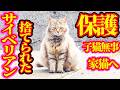 【サイベリアンが野良猫】保護翌日に子猫出産 母猫サイベリアンがまさかの行動へ・・・