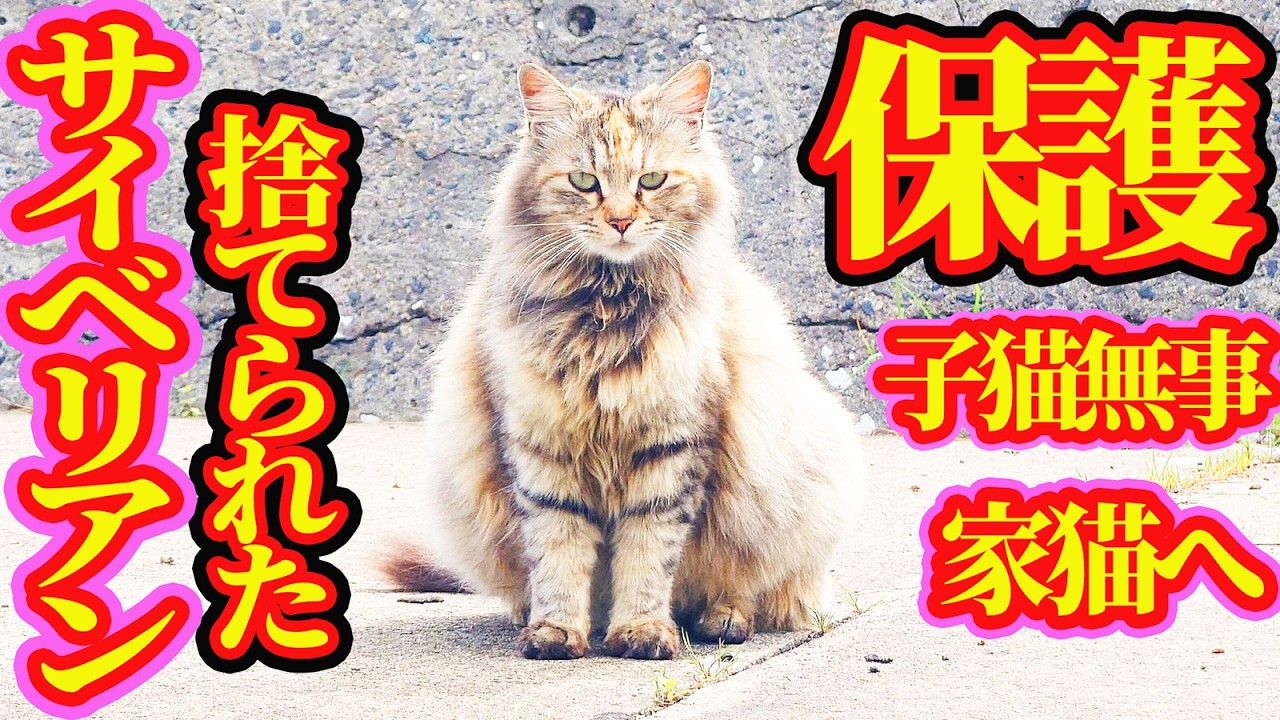 【サイベリアンが野良猫】保護翌日に子猫出産 母猫サイベリアンがまさかの行動へ・・・