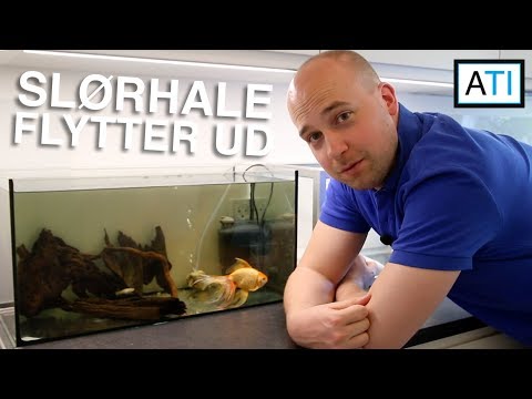 Video: Hvilket Akvarium Skal Du Lægge Din Guldfisk I?