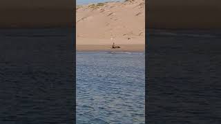 lobo marino agarrando sol bahia de kino sonora