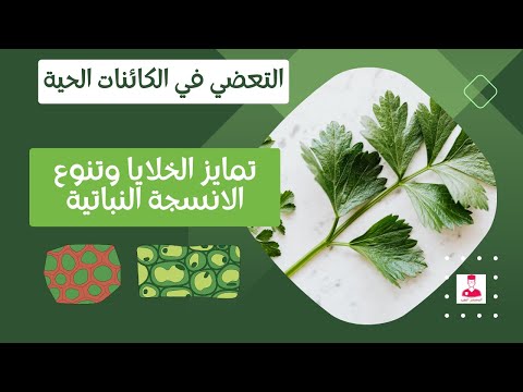 الانسجة النباتية أحياء أولي ثانوي النسيج البارنشيمي والكولنشيمي والاسكلرنشيمي الخشب واللحاء