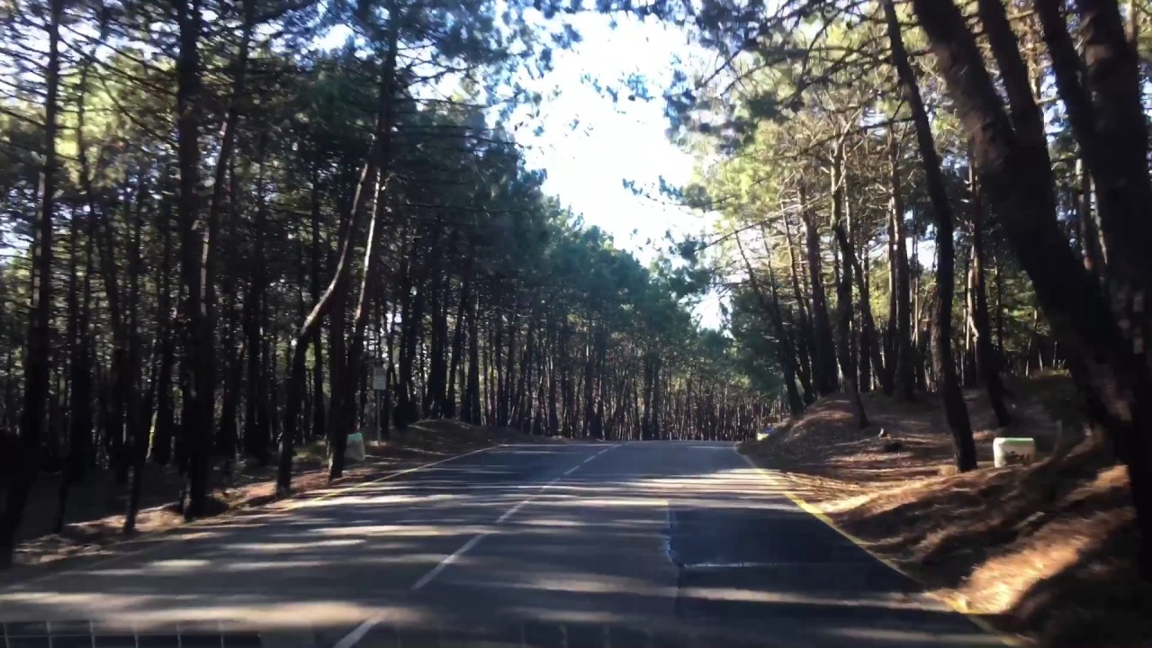 PINARES LIENCRES
