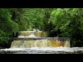 Relaxing Forest Waterfall Nature Sounds with Birds Chirping for Sleeping-Calm Birdsong sound