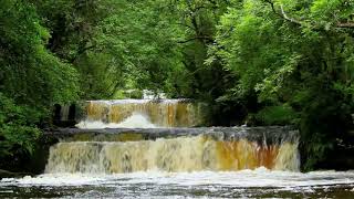 Relaxing Forest Waterfall Nature Sounds with Birds Chirping for Sleeping-Calm Birdsong sound