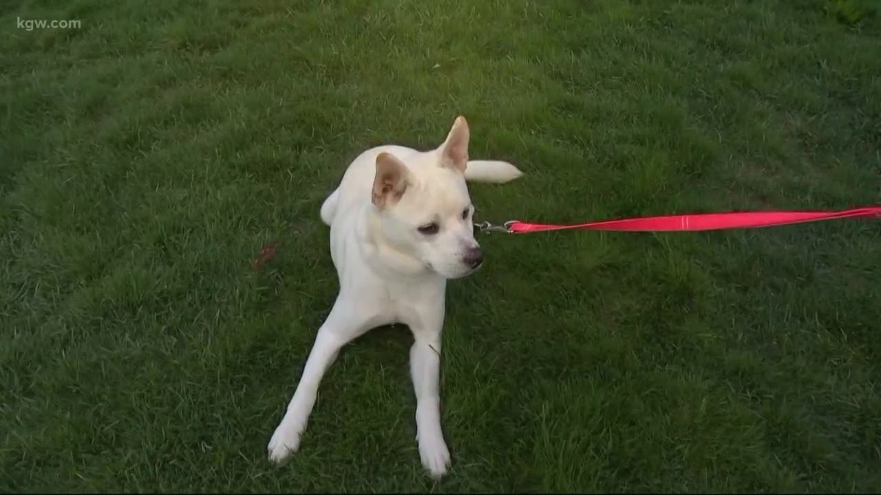 Vancouver Humane Society Shows Off Dogs Youtube