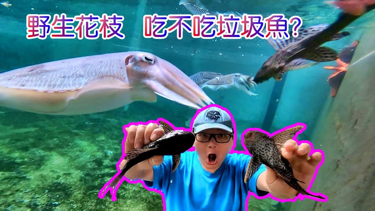 สถ ต คล ปว ด โอ Youtube สำหร บ 六角龙 顺壳鱼 筍殼魚 魔鬼鱼魟鱼 喂食方式 这次喂小虾 分享要怎样喂食 Noxinfluencer สถ ต คล ปว ด โอ Youtube สำหร บ 六角龙 顺壳鱼 筍殼魚 魔鬼鱼魟鱼 喂食方式 这次喂小虾 分享要怎样喂食 Noxinfluencer