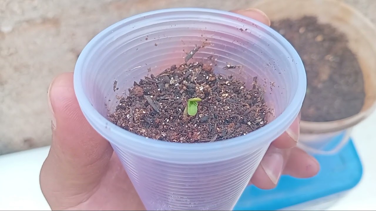 Começando ciclo novo