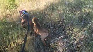 AKC STAFFORDSHIRE BULL TERRIER MOM, GRAND MOM AND BABY. by shastastaffordsanddobermans 185 views 3 days ago 3 minutes, 32 seconds