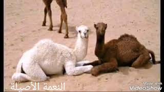 اشوار البيظان موريتان