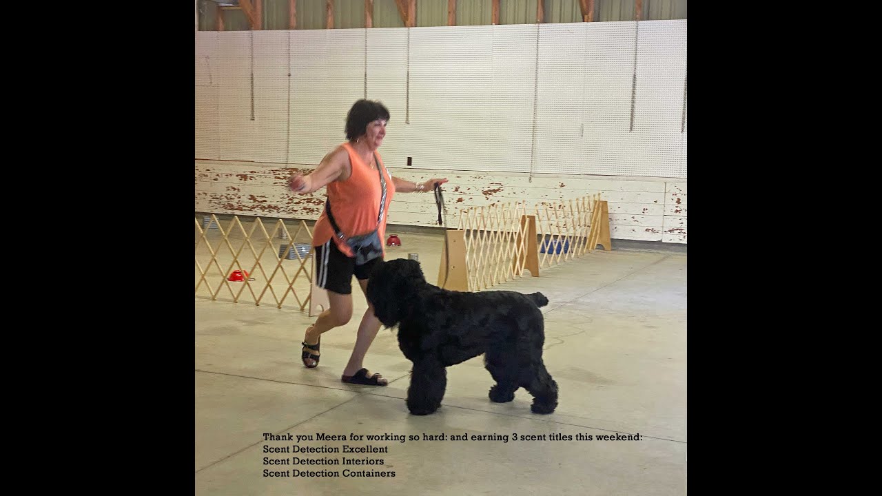 Black Russian Terrier in Detection Work – No Room for Error