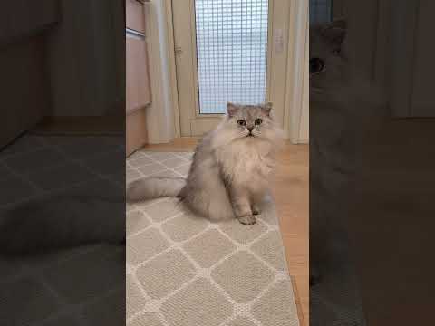 猫がひたすら何かを訴えかけます 【サイベリアン】 #Shorts