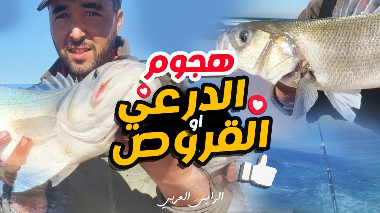 ‏صيد سمك درعي بوشوك او قروص bass ￼ ￼ fishing bar￼￼