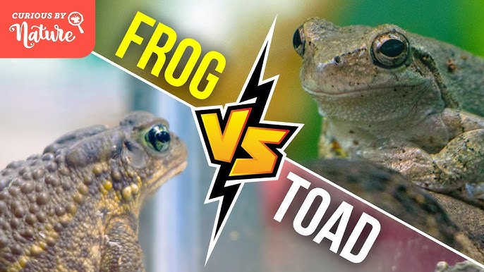 Ask the Aquarium — What's the difference between a Frog and a Toad? 