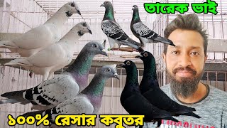 ওরজিনিয়াল রেস করা কবুতর তারেক ভাইয়ের রেসার কবুতরের খামার Racing pigeons loft