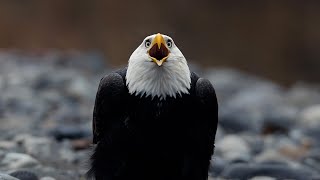 Bald Eagles on the Nooksack River | Washington Wildlife in 4K